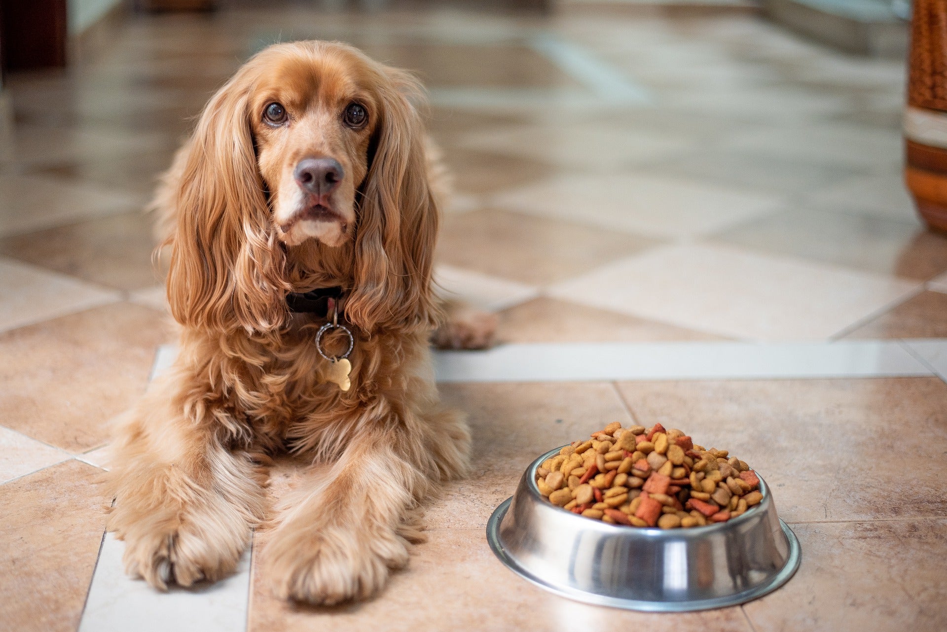 qué alimento para perros sin cereales es seguro