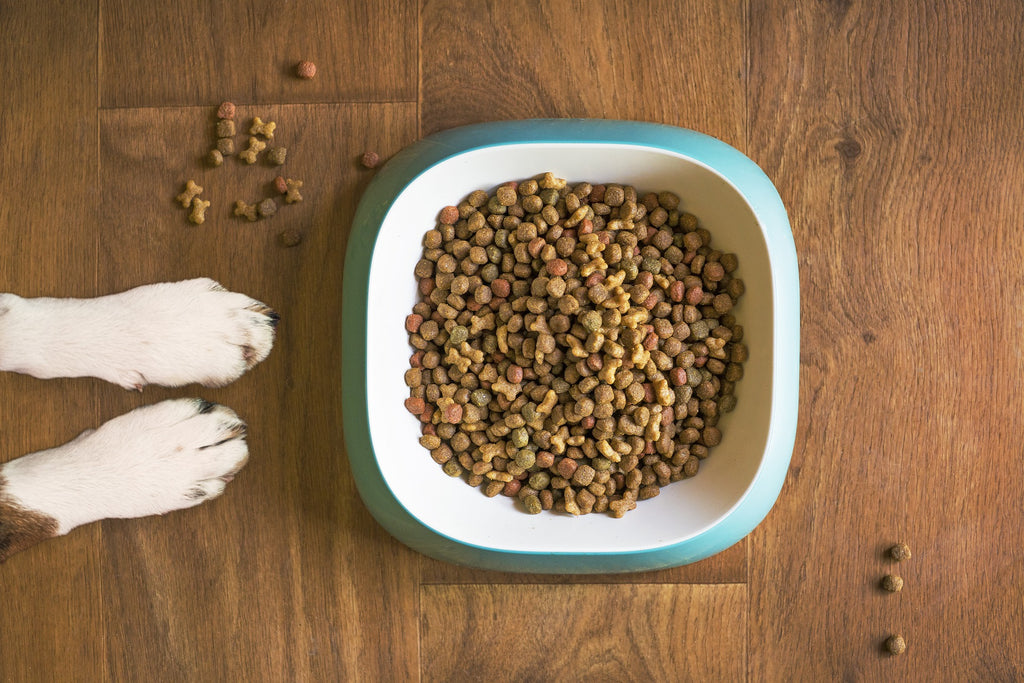 Pienso o comida húmeda para perros?, Alimentación del perro