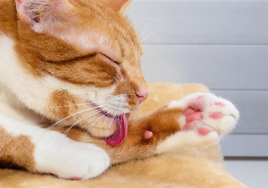 Todo sobre las bolas de pelo en gatos