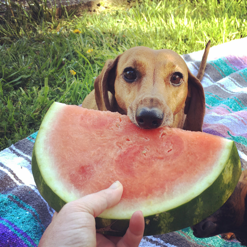 Frutas que pueden comer los perros