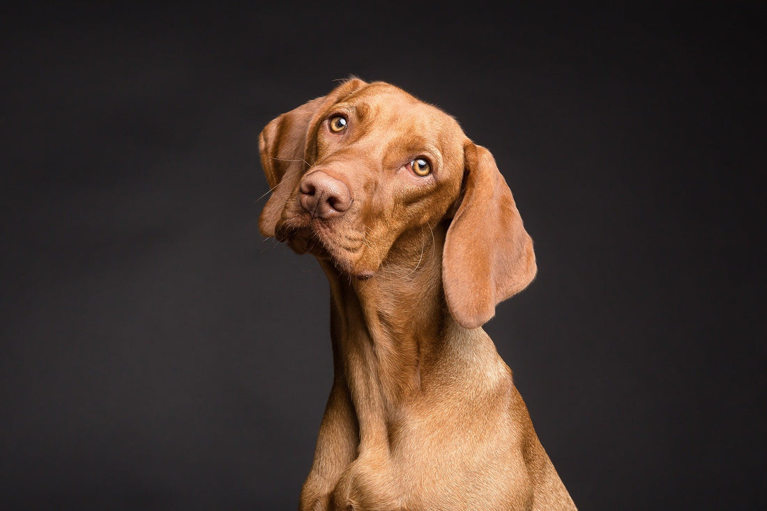 Perros con problemas digestivos