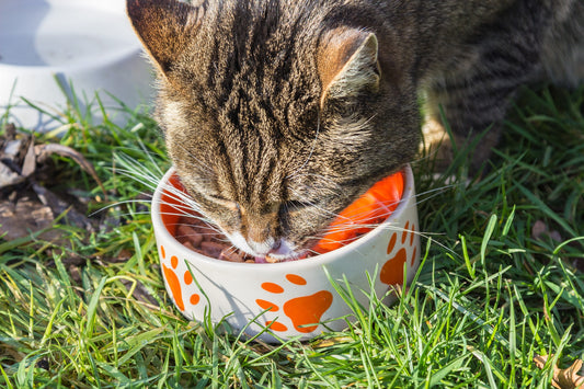 Beneficios de la comida húmeda para gatos