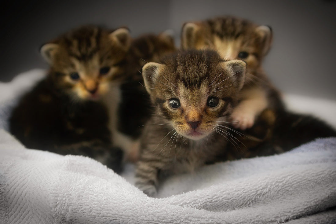 Tipos de comida para gatos bebés