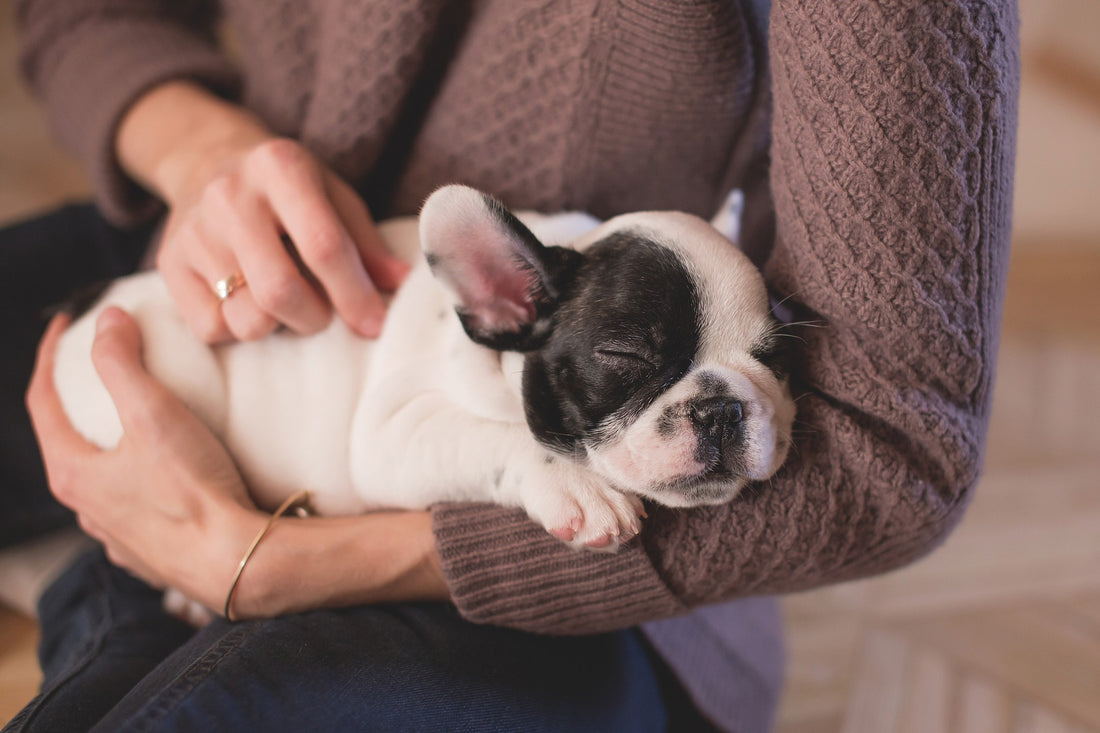 Dieta para perros con diarrea