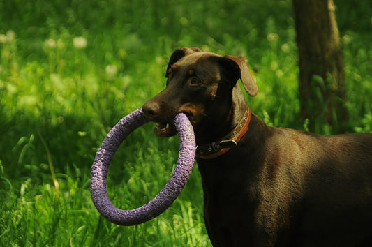 Juegos caseros para estimular la mente de tu perro