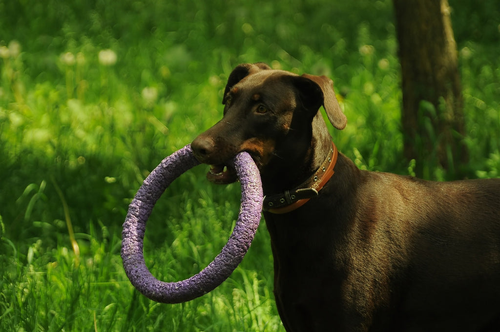MASCOTAS: Juguete interactivo para entretener a los perros  Juguetes  caseros para perros, Juguetes interactivos, Juguetes para perros