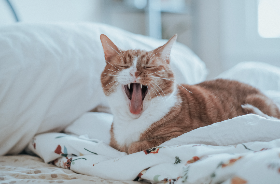 Diarrea en gatos mayores: causas y tratamiento