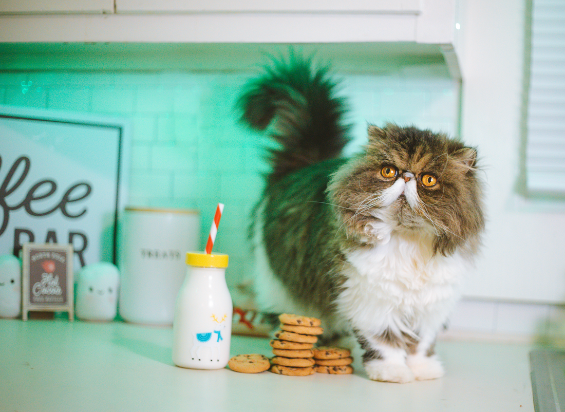 ¿Es buena la leche para los gatos?