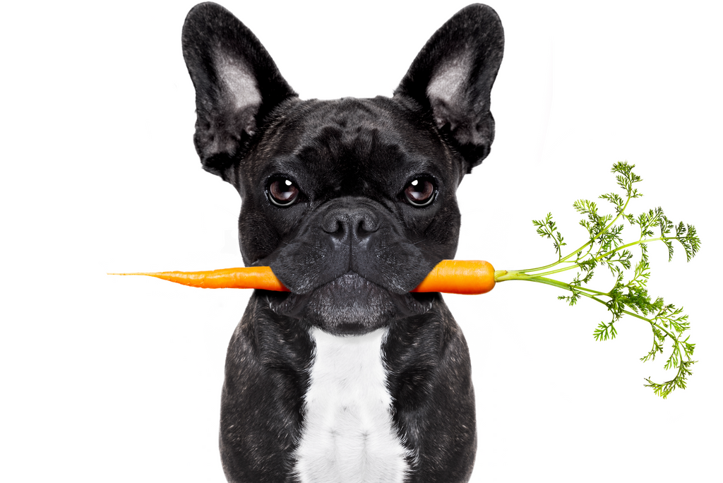 Alimentación vegana para perros: ¿es una opción saludable?