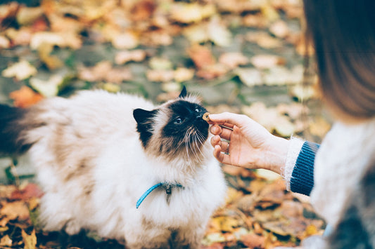 Tabla de alimentos para gatos y otros consejos alimenticios