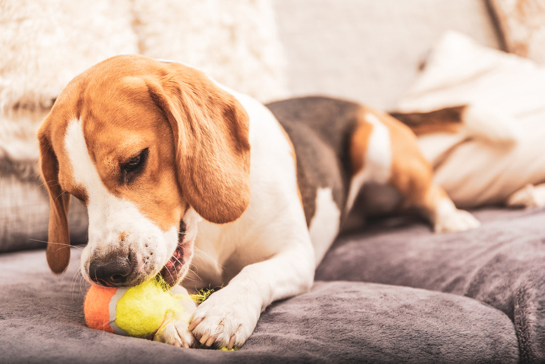 ¿Cuáles son los mejores juguetes para perros?