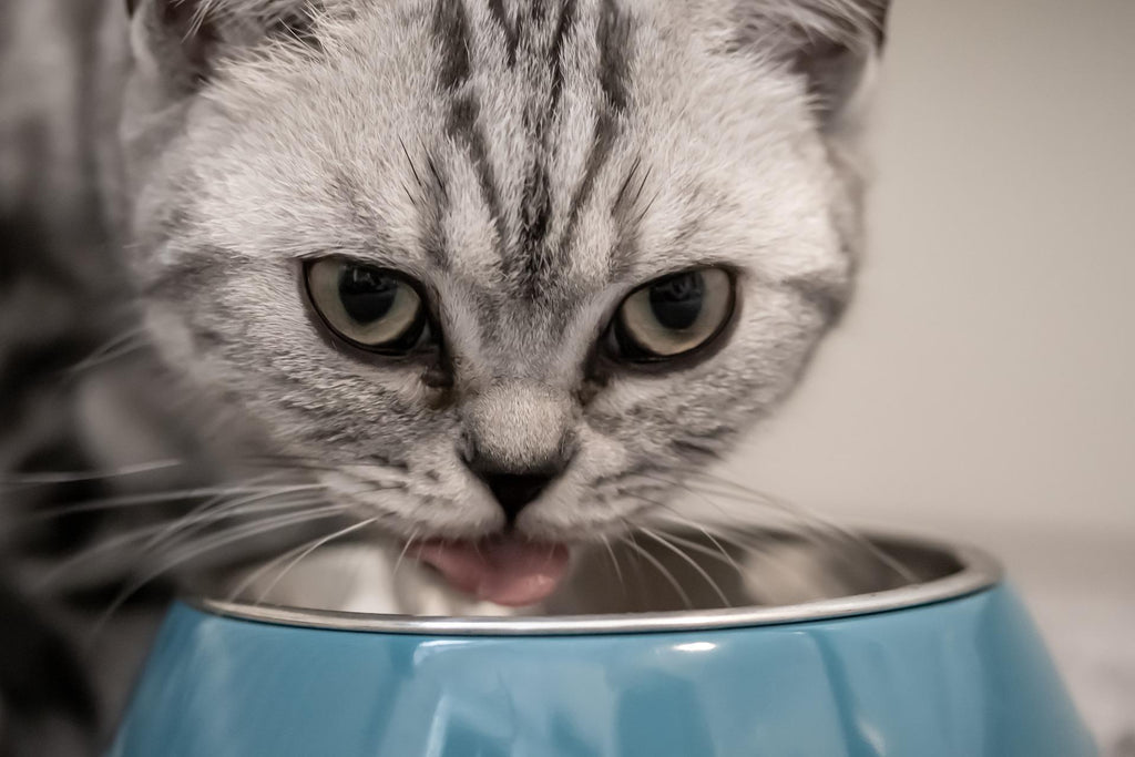 Pienso para gatos sin cereales: ¿sí o no?