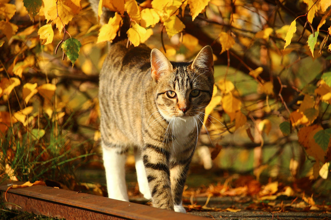 Gatos en otoño: cómo les afecta el cambio de estación y cuidados básicos