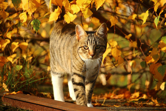 Gatos en otoño: cómo les afecta el cambio de estación y cuidados básicos