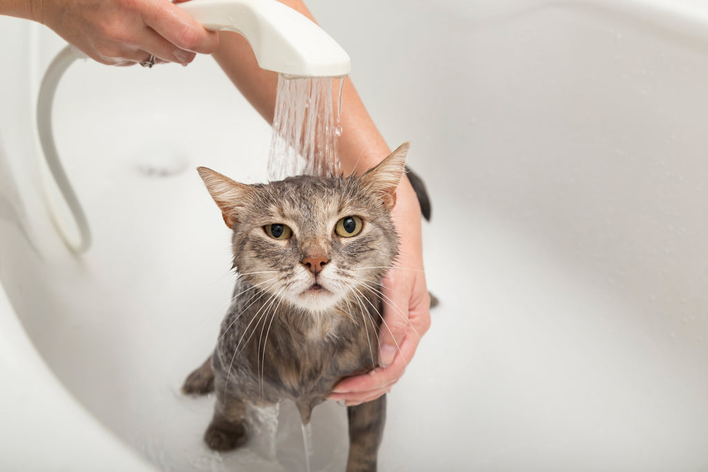 ¿Cómo bañar a un gato?