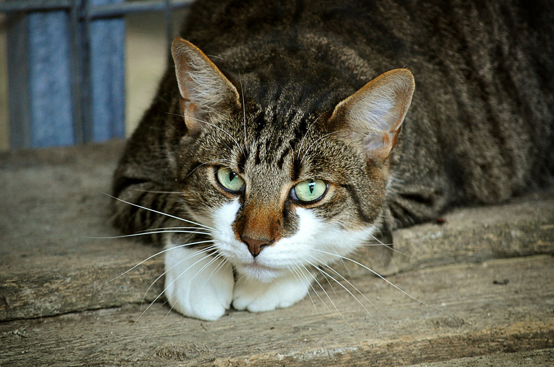 Por qué mi gato me muerde el pelo: causas y consejos