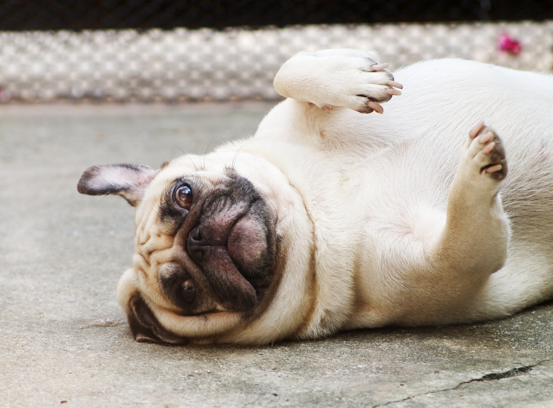 ¿Cómo elegir un alimento ligero para perros con sobrepeso?