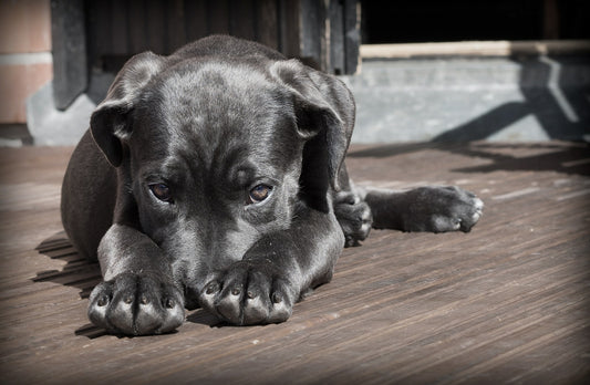 ¿Cuál es el mejor pienso para perros con problemas digestivos?