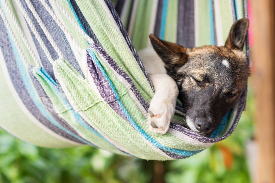 Relajante para perros: ¿cuándo lo necesitan?