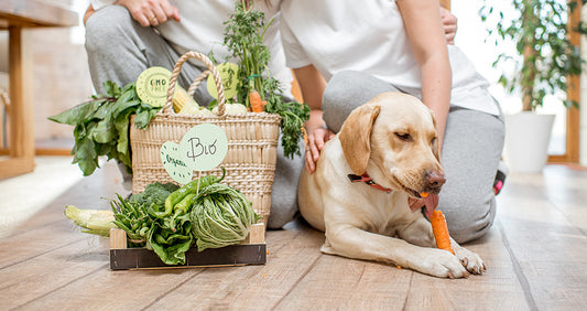 ¿Qué verduras pueden comer los perros?