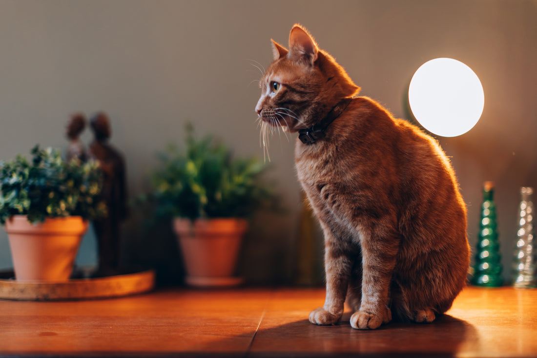 Cuánto tiempo se puede dejar a un gato o gatito solo en casa