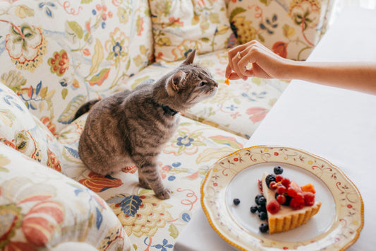 ¿Qué pueden comer los gatos?