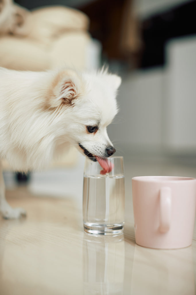 ¿Por qué mi perro mayor bebe mucha agua?