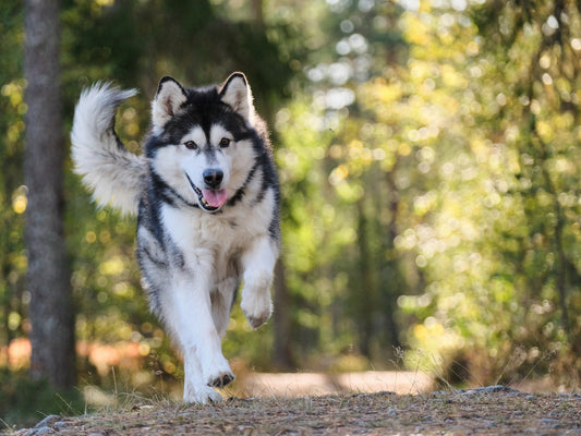 Calcio para perros: ¿qué dosis es la más recomendable?