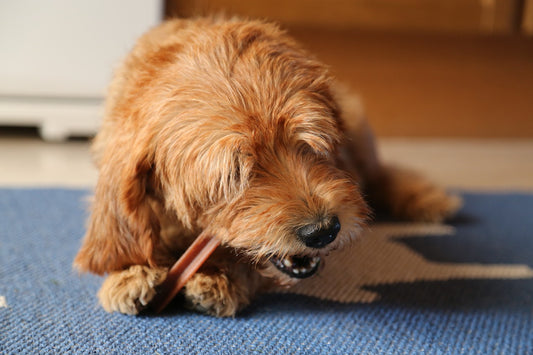 Alimentos beneficiosos para perros: cuáles son y qué nutrientes aportan