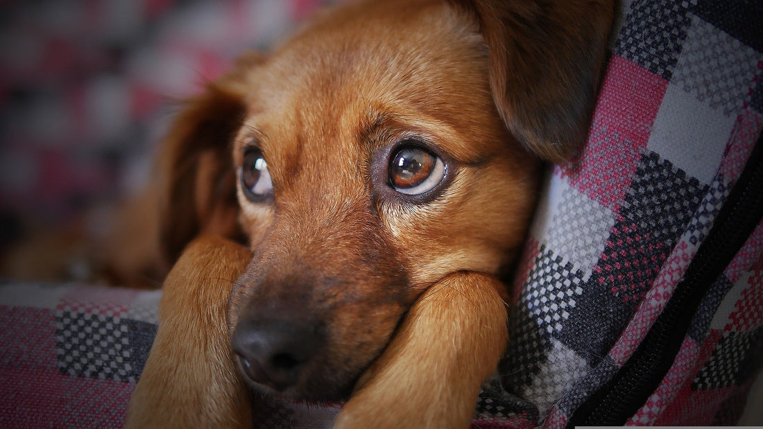 ¿Cómo evitar la caída de pelo de tu perro?