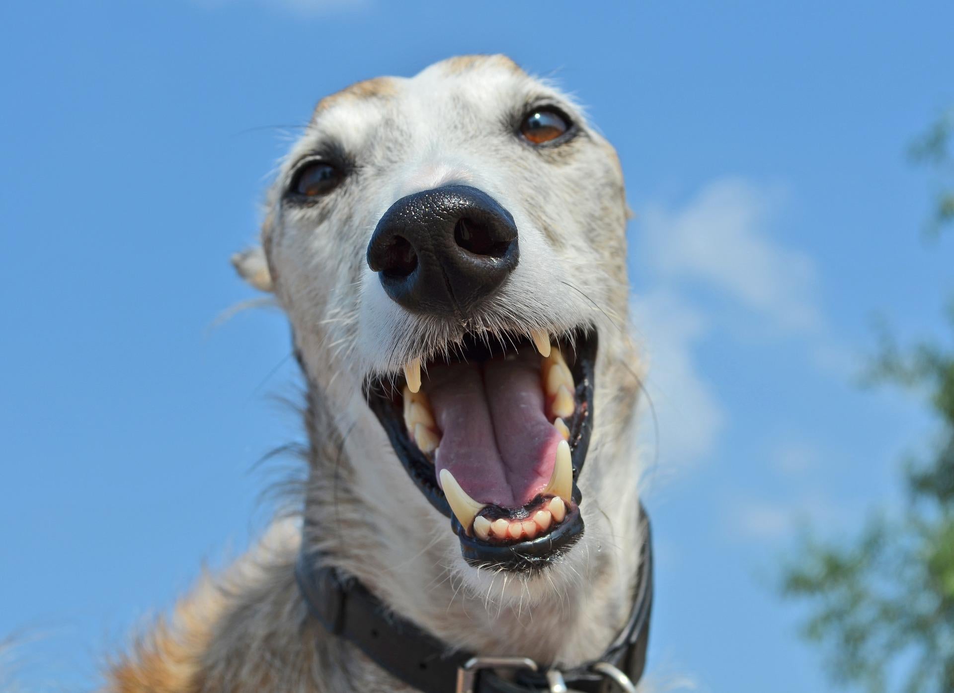 rellenan las caries en los perros