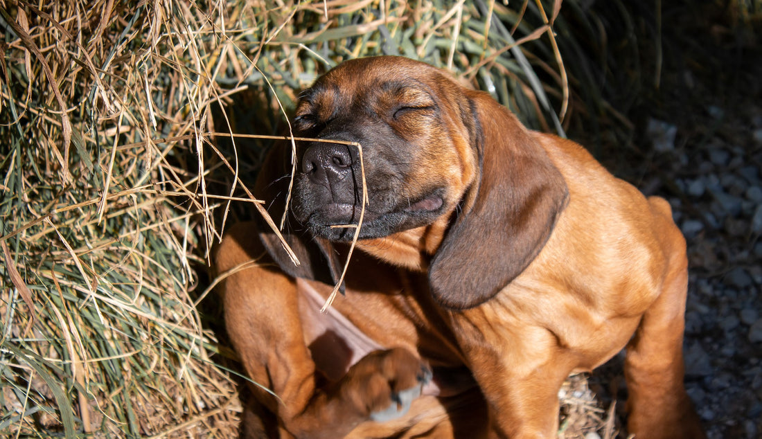 Cómo eliminar garrapatas y pulgas en perros