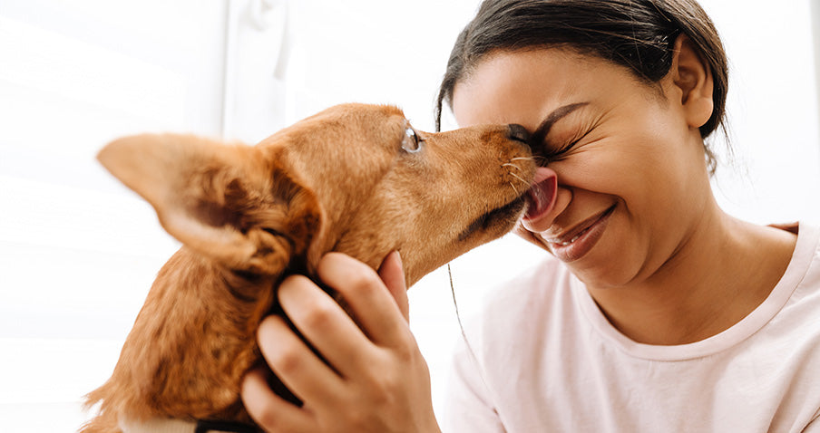 ¿Por qué mi perro me lame? Todo lo que debes saber