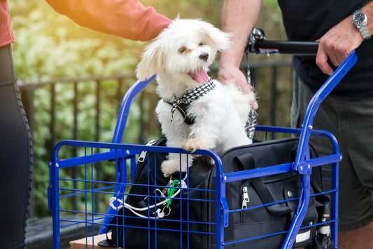 Planes para ir de vacaciones con tu perro