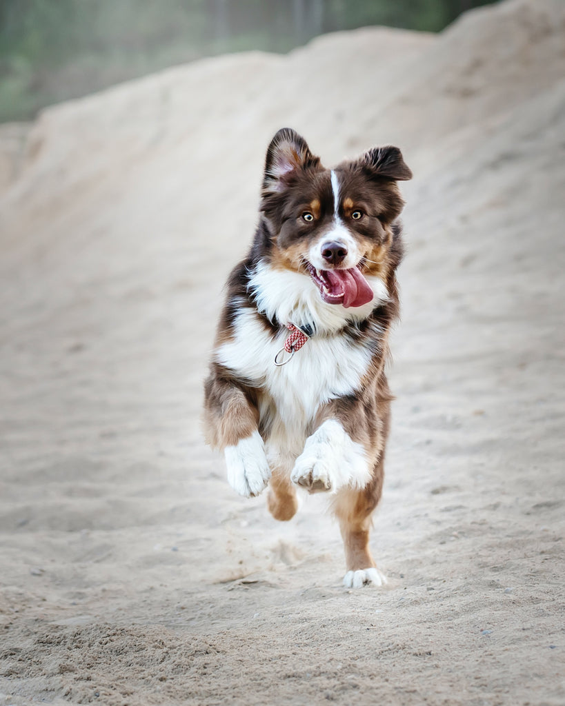 Glucosamina y condroitina para perros: ¿qué son y qué beneficios tienen?