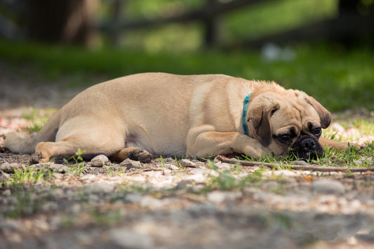 Golpe de calor en perros: cómo detectarlo, tratarlo y prevenirlo