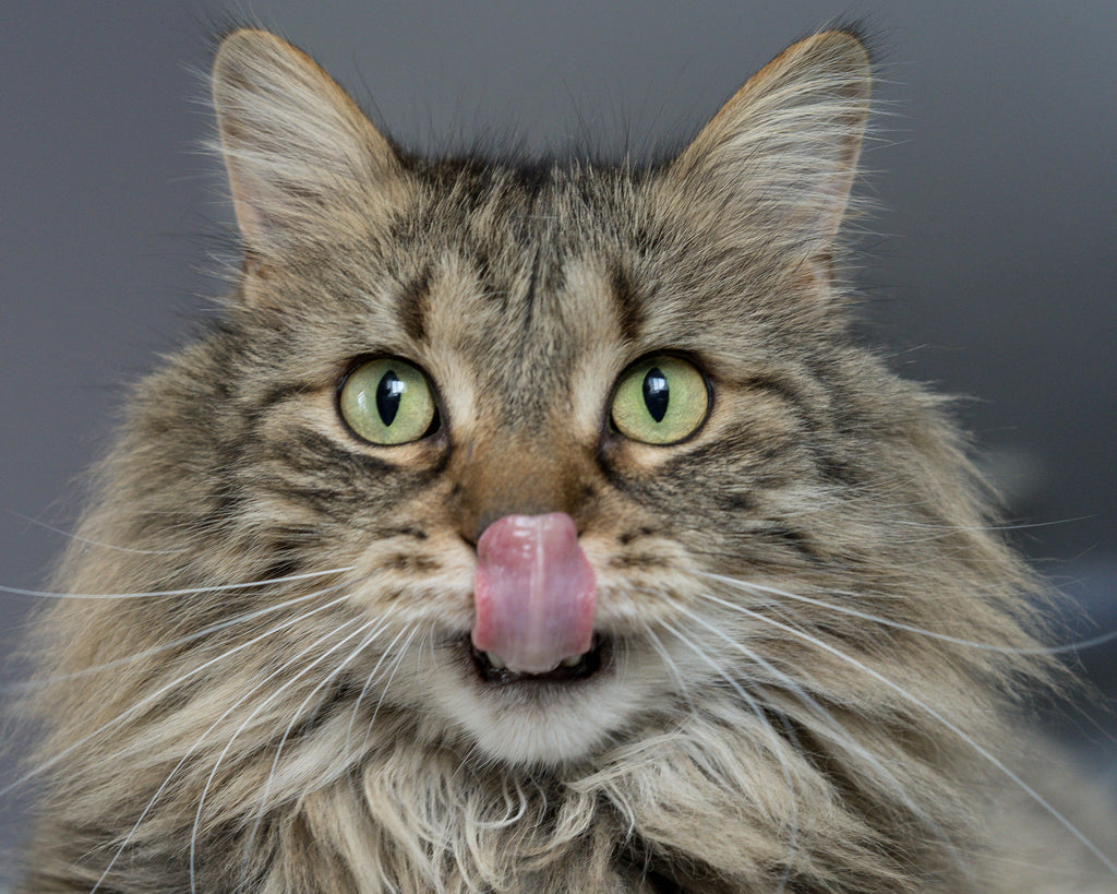 ¿Cuál es el mejor pienso hipoalergénico para gatos?