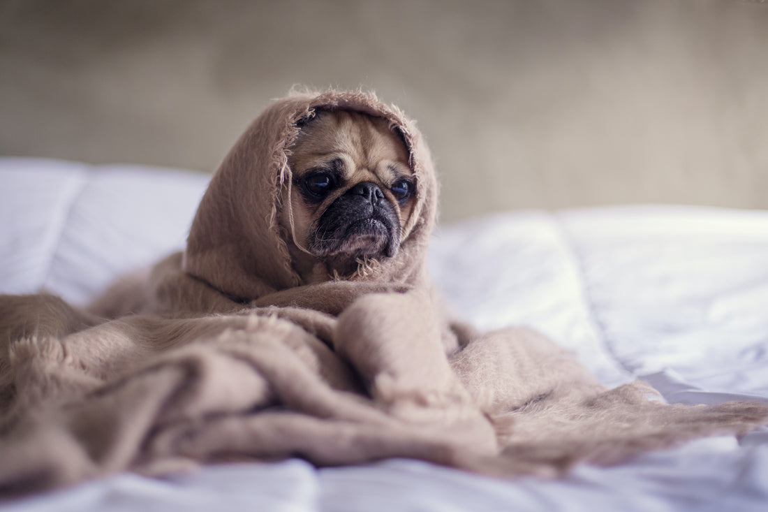 Alergias alimentarias en perros: síntomas, diagnóstico y tratamiento