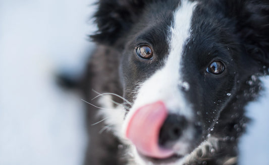 Descubre los mejores piensos hipoalergénicos para perros