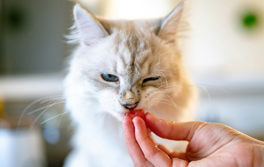 5 alimentos mortales para gatos: ¿qué no deben comer?