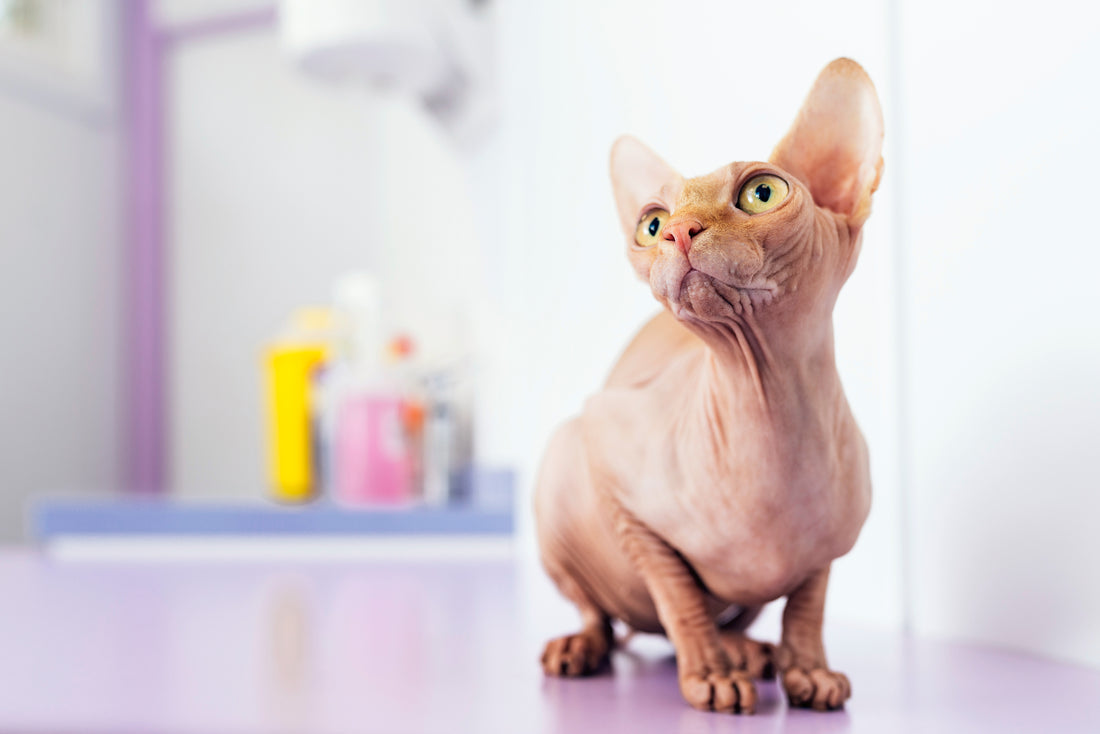 Gatos sin pelo: características y cuidados esenciales