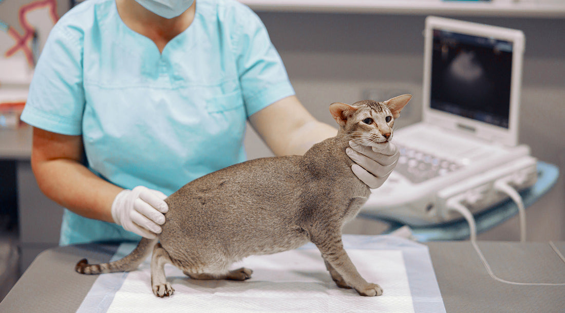 Aspectos clave a considerar al esterilizar a tu gata