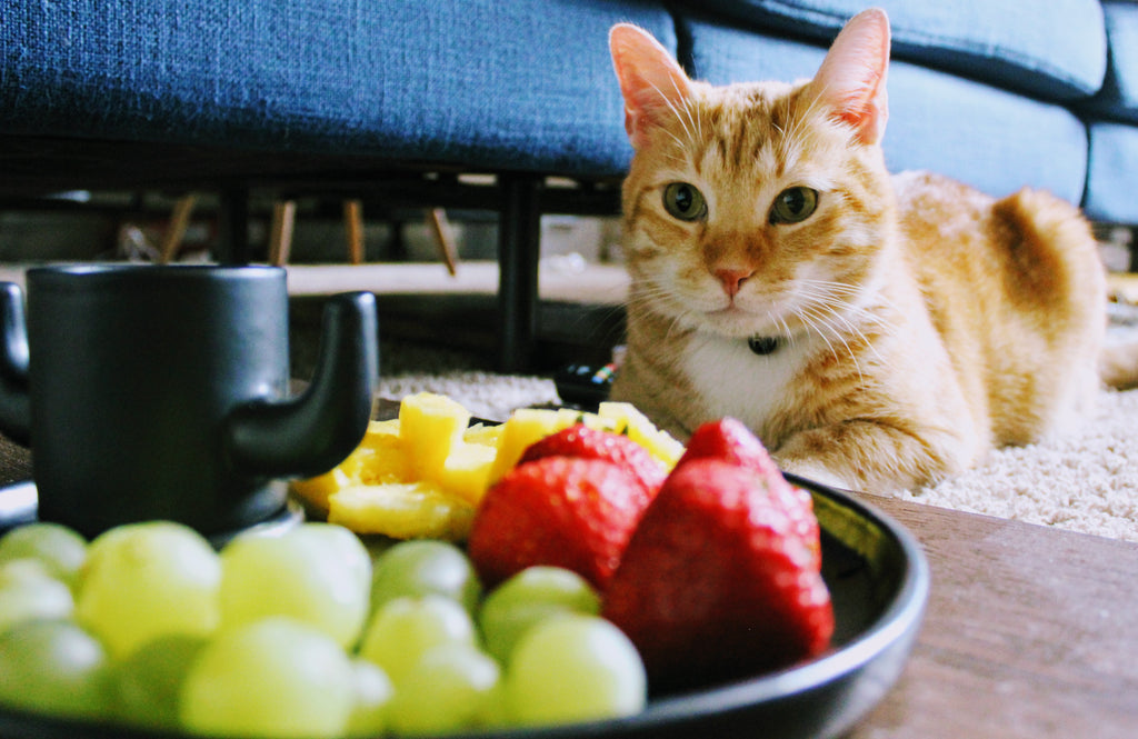 Uvas y gatos: ¿pueden los felinos comer esta fruta?