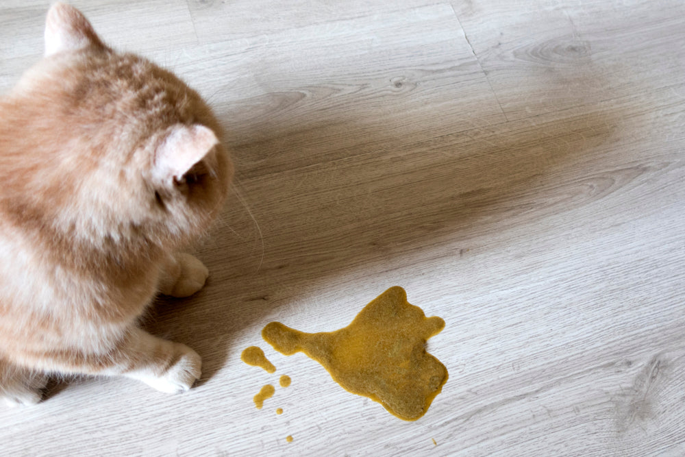 ¿Por qué mi gato vomita el pienso?