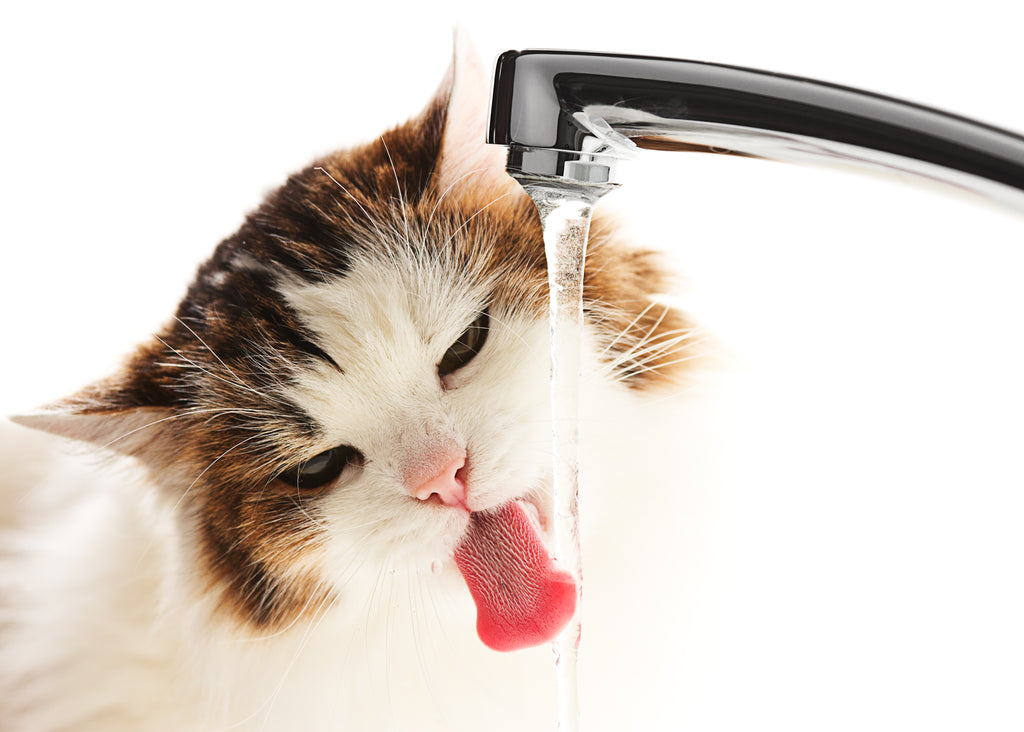 Mi gato bebe mucha agua y orina mucho: ¿es normal?