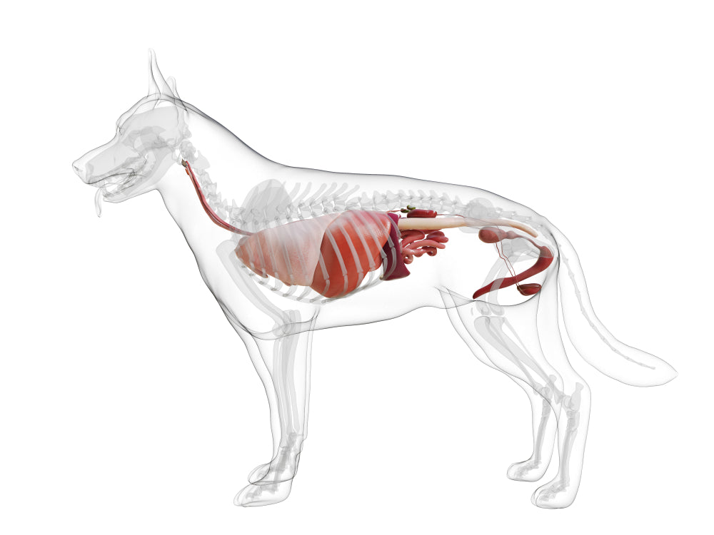 Problemas hepáticos en perros: síntomas y tratamiento