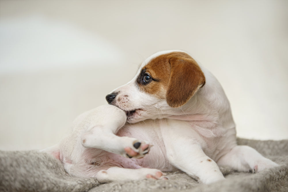Picor en perros: principales causas y remedios