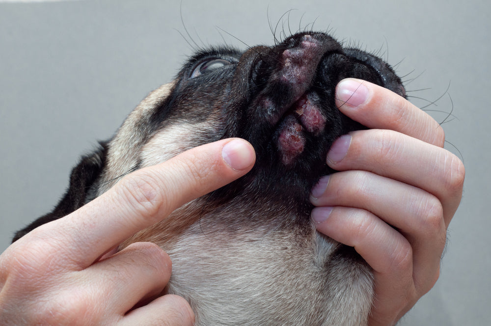Tratamiento de la dermatitis en perros