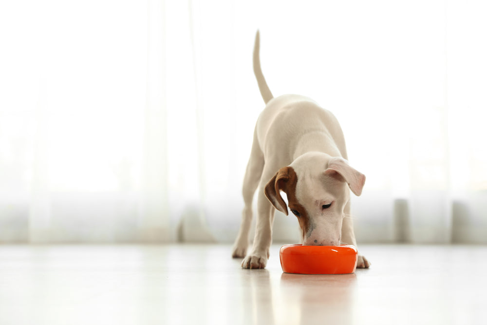 Omega 3 para perros: ¿cómo introducir este ácido graso esencial en su dieta?