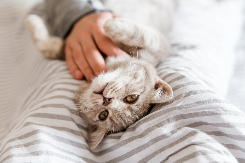 Cómo saber si un gato es hembra o macho